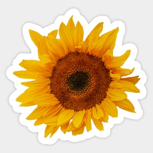 A flower with the Sun on its face Sticker